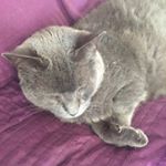 Profile Picture of Lauraroyall (@lauraroyall62) on Instagram