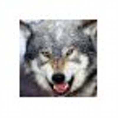 Profile Picture of Adam Andresen (@beardie67) on Twitter