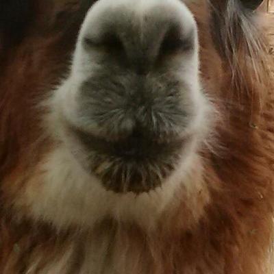 Profile Picture of Ivan Pizarro (@ivanpizarro317) on Twitter