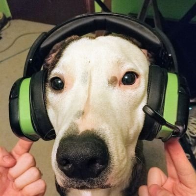 Profile Picture of Chai The Pitt Collie (@macrobov) on Twitter