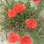 Profile Picture of Roberta Nancarrow (@robertanancarrow) on Instagram