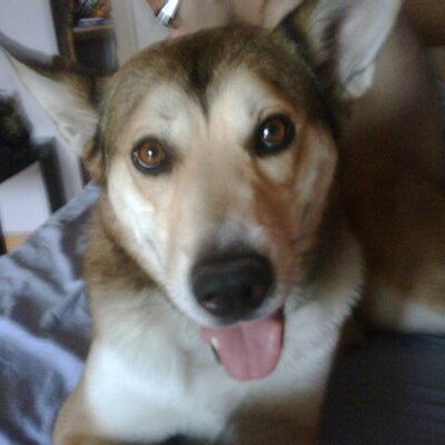 Profile Picture of Brandy Serrano (@bandotti) on Twitter