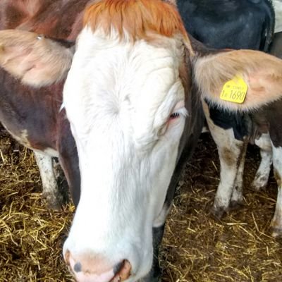 Profile Picture of Debbie Wilkins (@soillifefarmer) on Twitter