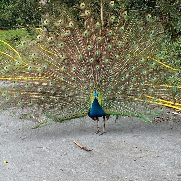 Profile Picture of Martin Blair (@marimartb) on Poshmark