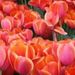 Profile Picture of Joanne Baumgardner (@nilescrafter) on Pinterest