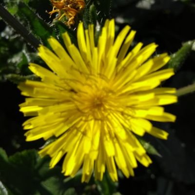 Profile Picture of Neil Peckham (@NeilPeckham1) on Twitter