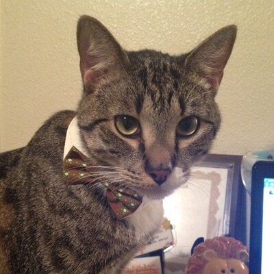 Profile Picture of Jeffrey Northcutt (@Jeff_thecoolcat) on Twitter