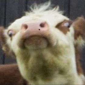 Joshua Keesler - Pinterest Profile Picture of Joshua Keesler (@jkeesler621) on Pinterest