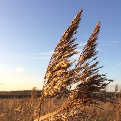 Profile Picture of Robert Leith  🌸 (@callum_rl) on Twitter