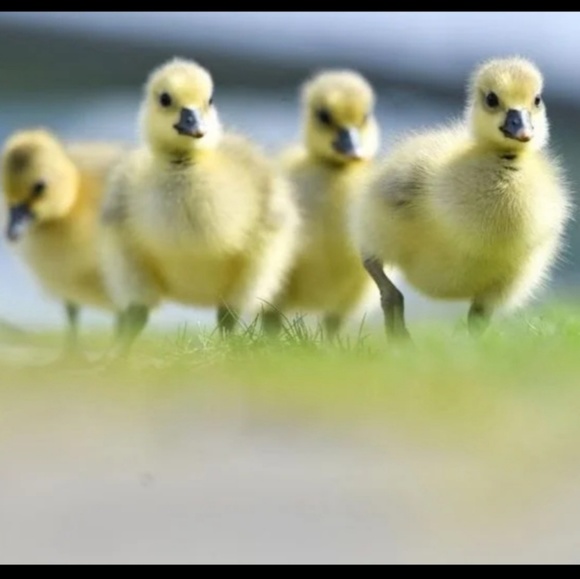 Profile Picture of Jess Farrell (@duckchick_97) on Poshmark