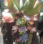 Profile Picture of Liz Ocelotl (@Liz-Ocelotl) on Facebook