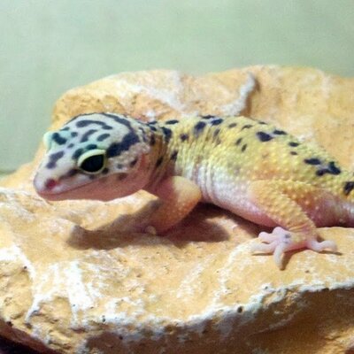 Profile Picture of Stanley (@TheLeopardGecko) on Twitter