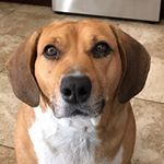 Profile Picture of Ginger Reese (@ginger_reese_17) on Instagram