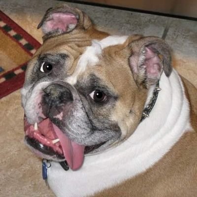 Profile Picture of Jason Callori (@JayCall21) on Twitter