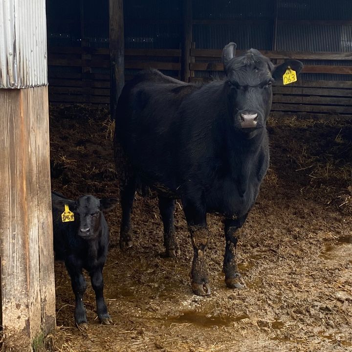 Profile Picture of Adam Blumenschein (@adam_blum) on Tiktok