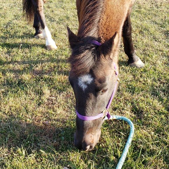 Profile Picture of Kim Lieffring (@kshady18) on Poshmark