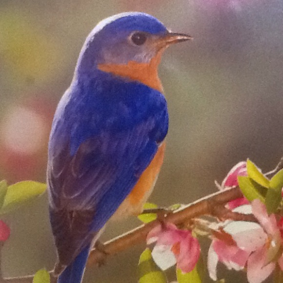 Profile Picture of Manju Soni (@soni48) on Poshmark