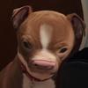 Profile Picture of Chris monath (@@chrismonath) on Tiktok