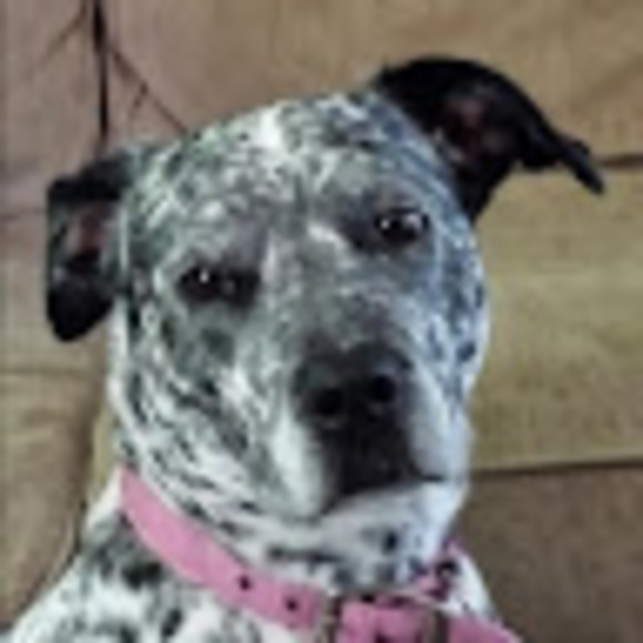 Profile Picture of Jill Valavanis (@jillvalavanis) on Poshmark