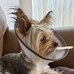 Bradley strickland - Instagram Profile Picture of Bradley strickland (@dirk_digglson) on Instagram