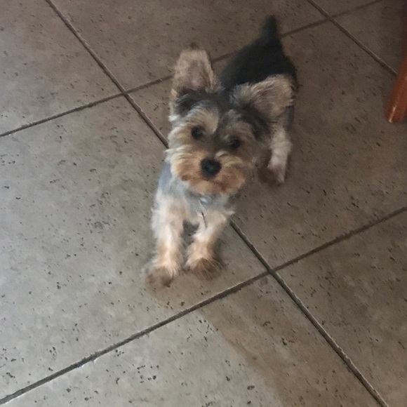 Profile Picture of Kevin Munguia (@kinnggkk) on Poshmark