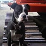 Profile Picture of Joe Ackley (@joe.ackley) on Instagram