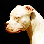 Profile Picture of Willem-alexander Van Rooijen (@willem-alexander) on Flickr