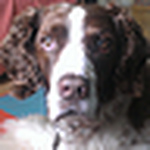 Profile Picture of Paul Hall (@dilliondog59) on Flickr