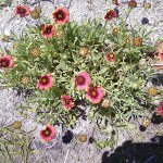 Profile Picture of Debbie Bremer Pullon (@debbiepullon) on Instagram