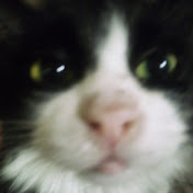 Profile Picture of Jade Lloyd (@JadeLloydlovecats) on Youtube