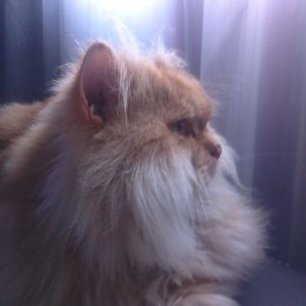 Profile Picture of Lorenza Torres Diaz (@lorenzatorresdi) on Twitter