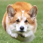 Profile Picture of Jianwen Zhang (@free_amazon_items_review) on Instagram