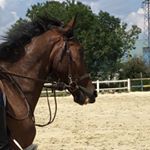 Profile Picture of simbad des torfeux (@chris.uhl2018) on Instagram