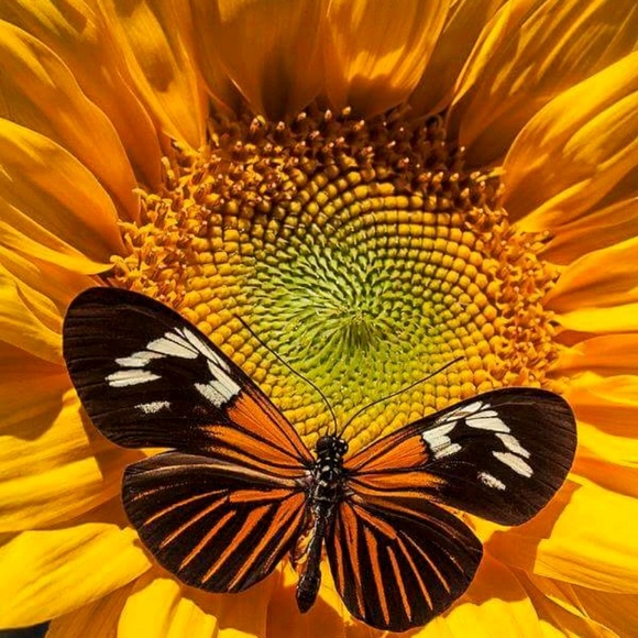 Tami Sutton - Poshmark Profile Picture of Tami Sutton (@tamisutton09) on Poshmark