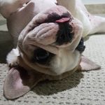 Profile Picture of Maya bulldog francês (@francesmayabulldog) on Instagram