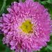Profile Picture of Beverly Abney (@boxersgmom) on Pinterest