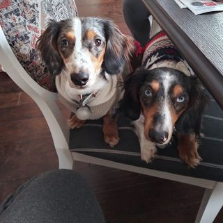 Profile Picture of TobyandAmber Goode (@toby.goode.733) on Facebook