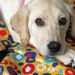 Profile Picture of Trisha Latimer (@tmlatimer) on Pinterest