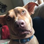 Profile Picture of Jonathan.Mahoney (@john_the_pitbullmix) on Instagram