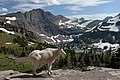 Profile Picture of Glacier National Park (U.S.)on Wikipedia