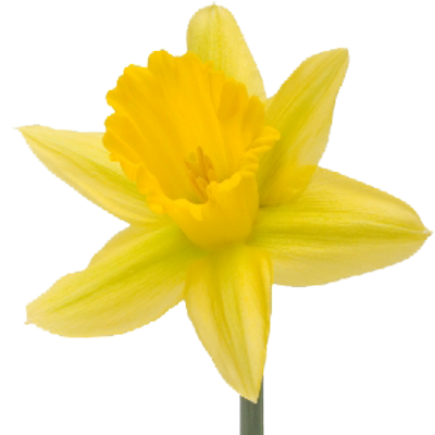 Profile Picture of Gretchen Henry (@daffodil_SB) on Twitter