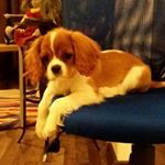 Profile Picture of cavalier king charles spaniel (@magnus_cavalier) on Instagram