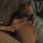 Profile Picture of Lanny Richard (@lanny_the_cheweenie) on Instagram