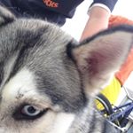 Profile Picture of Gabrielle (@wolfer._.willy) on Instagram