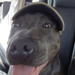 Blake - Instagram Profile Picture of Blake (@blake_gifford3) on Instagram