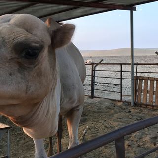 Profile Picture of Ahmed Almansoori (@ahmed.almansoori.1441) on Facebook