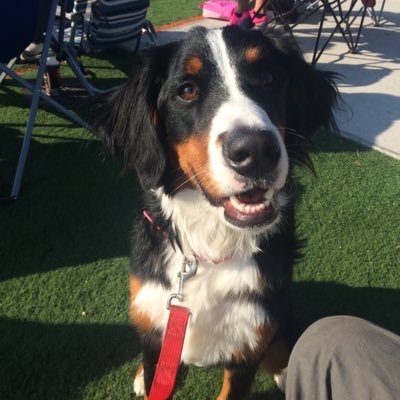 Profile Picture of Pepper Anne Carlton (@PeppyThePuppy) on Twitter