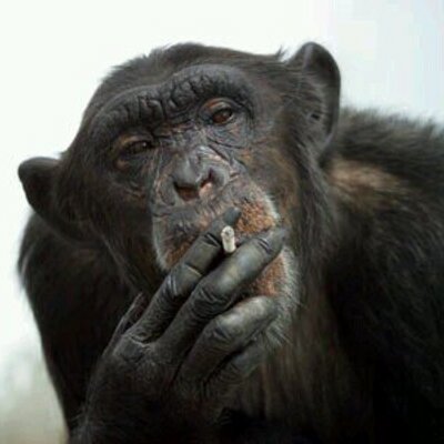 Profile Picture of Houseofbricks (@matt_brickey) on Twitter