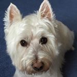 Profile Picture of Kelly Cullinan (@daisy_my_westie_girl) on Instagram