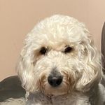 Profile Picture of Rob Connelly (@robert.a.connelly.5) on Instagram